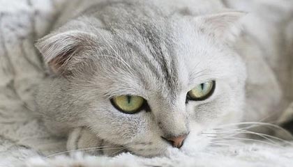 新援加盟！齐米卡斯已经抵达罗马城，即将租借加盟罗马一年